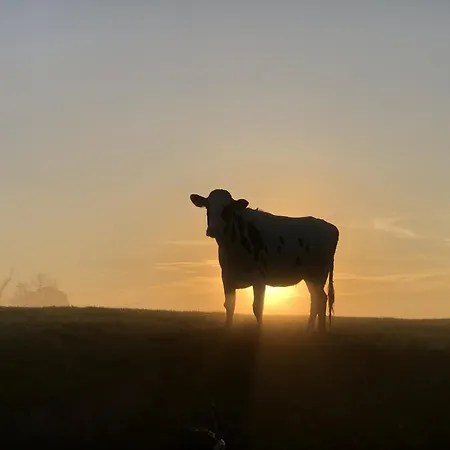 Tief 10 Seebaer 1004 * 西里格